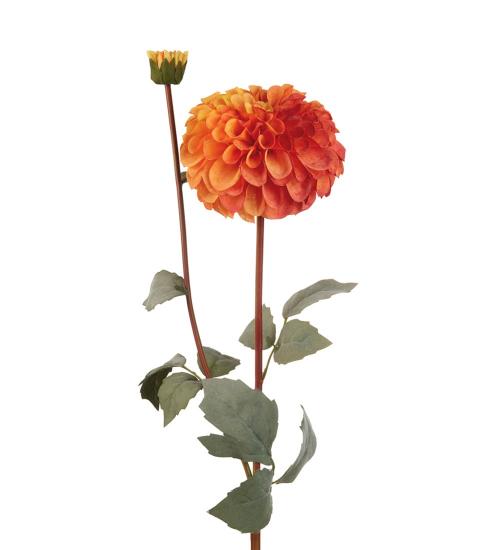 L'Oca nera - Dalia arancio