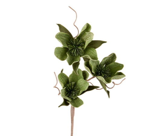 L'Oca Nera- Fiore di Ceiba