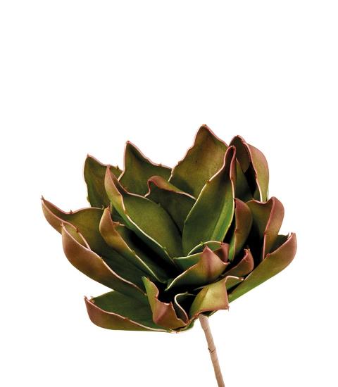 L'Oca Nera - Agave di Shaw