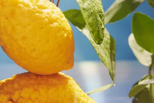 Alternative view of Dr. Vranjes Diffusore Limone cedrato