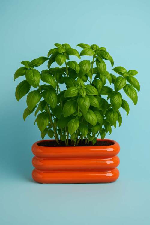 Alternative view of Wd Lifestyle - Vaso in terracotta. Colore arancione.