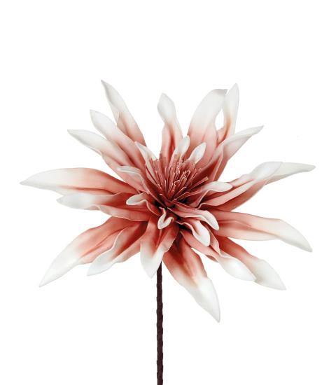 L'Oca Nera - Dalia pinnata rosa