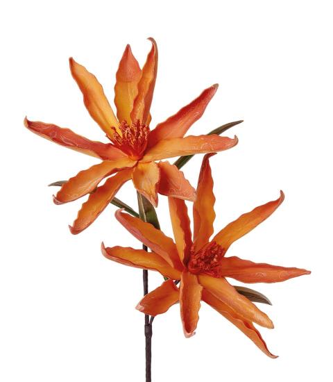 L'Oca Nera - Leucodendro giallo